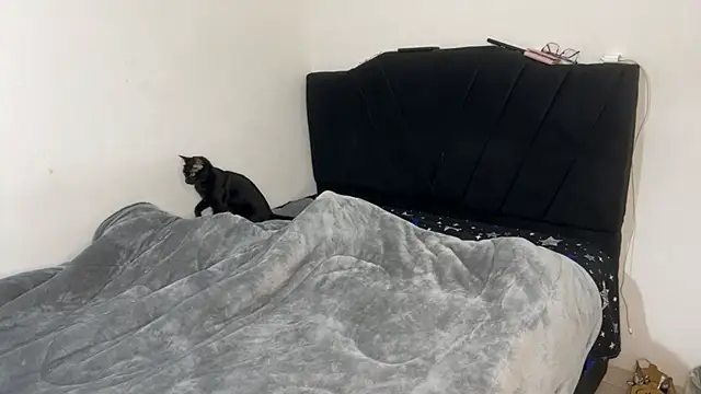 Snapshot of Conor_Taylor chatting on 09/09/25, 03:22 Conor Taylor online show from 09/09/25, 03:22