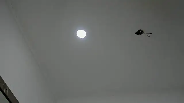 Snapshot of alice__brow chatting on 09/27/25, 03:17 alice  brow online show from 09/27/25, 03:17