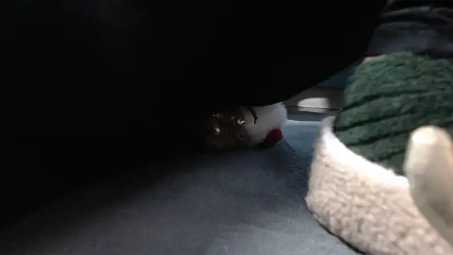 aellabeyonce online show from 12/05/25, 02:36