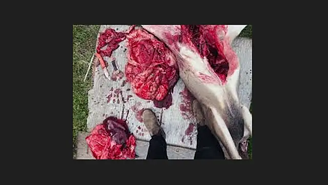 lisabaus online show from 04/12/26, 01:10