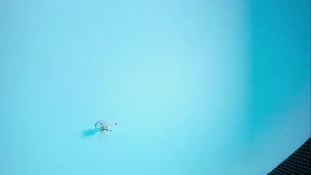 Im naho online show from 03/30/26, 10:00