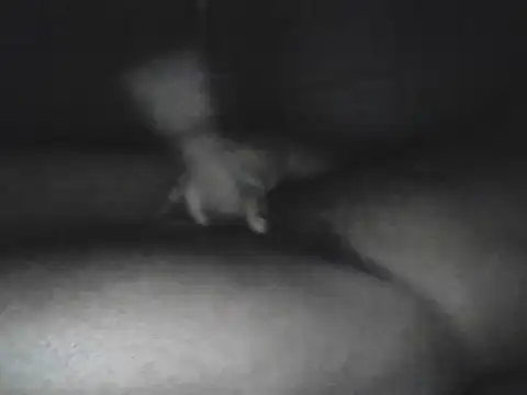 Bigcockjamaican876 online show from 10/15/25, 04:56