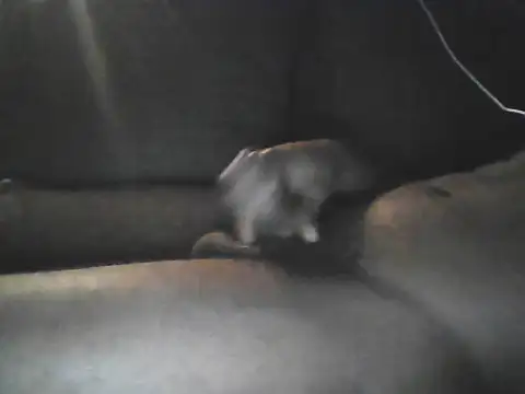 Bigcockjamaican876 online show from 10/19/25, 04:46