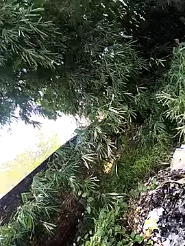 Snapshot of onlymasti00 chatting on 11/04/25, 08:57 onlymasti00 online show from 11/04/25, 08:57