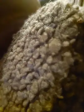 GoddessChantelle online show from 04/21/26, 08:23