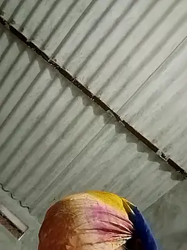 Payal950 online show from 01/17/26, 01:32