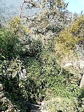 xinhxinhcute online show from 12/01/25, 03:00