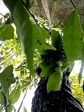 callistra online show from 10/30/25, 05:20