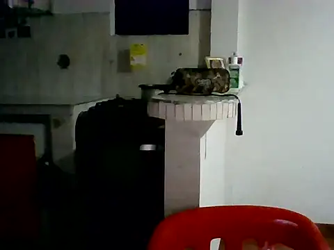 Snapshot of XavierFox1 chatting on 11/18/25, 03:45 XavierFox1 online show from 11/18/25, 03:45