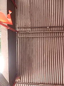 ipvk online show from 04/21/26, 07:03