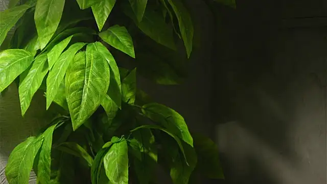 WaiMarxen online show from 09/19/25, 11:22