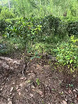 Snapshot of Gihan_sil1088 chatting on 09/20/25, 08:48 Gihan sil1088 online show from 09/20/25, 08:48