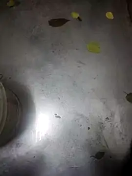 telugumodda4396 online show from 11/13/25, 09:30