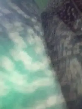 Na shreya online show from 03/29/26, 12:21