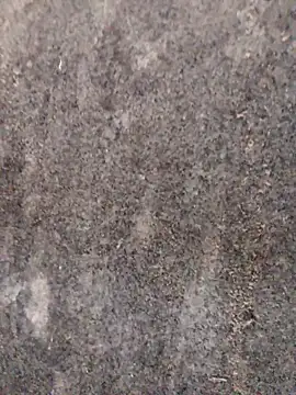 nagepalli online show from 11/29/25, 03:31