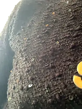 Emily-y online show from 12/17/25, 03:12