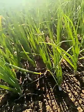 devil boy 0909 online show from 03/25/26, 02:50