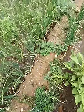 devil boy 0909 online show from 04/19/26, 05:18