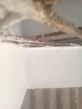 Pallu Asha online show from 03/17/26, 01:32