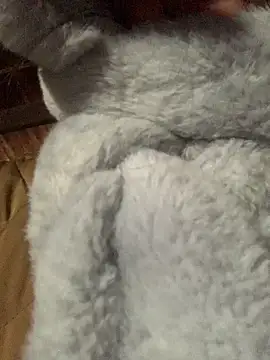 bi-bo123 online show from 01/08/26, 01:19