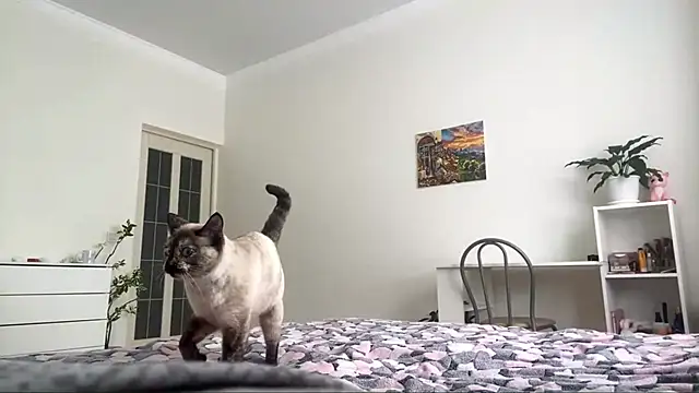 Snapshot of GingerMikos chatting on 11/06/25, 08:04 GingerMikos online show from 11/06/25, 08:04