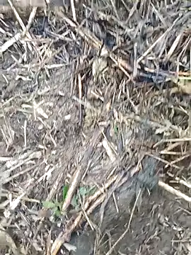 Pampirara online show from 03/21/26, 09:14