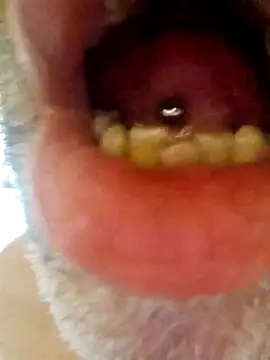 CDY74 online show from 11/28/25, 02:42