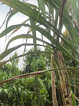 meganmeo online show from 04/21/26, 12:34