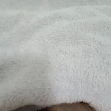 Novinhocomedordeppk online show from 01/12/26, 03:50