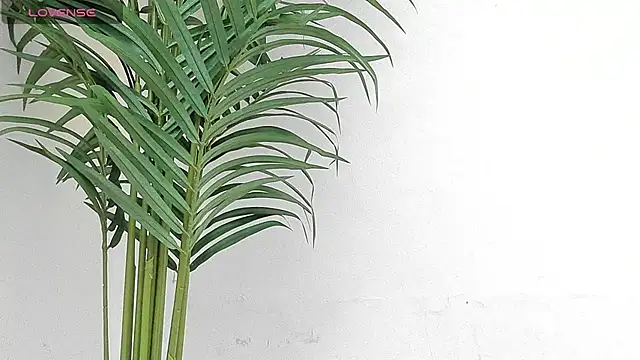 sebastamayo  online show from 01/09/26, 08:54