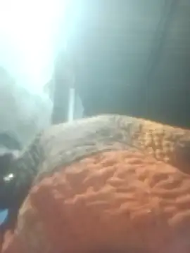 Pinki rajak online show from 01/11/26, 07:08