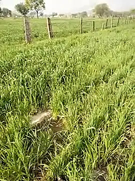 hornycouple20000 online show from 01/09/26, 05:10