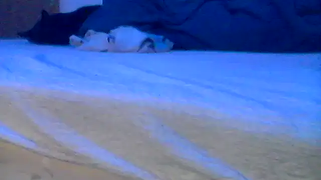 Silencio26 online show from 04/19/26, 08:02