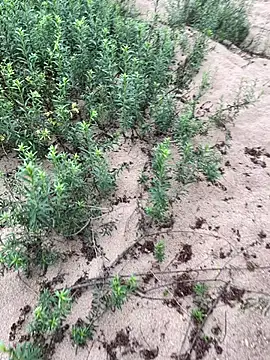 Snapshot of Annalua73 chatting on 01/18/26, 06:44 Annalua73 online show from 01/18/26, 06:44