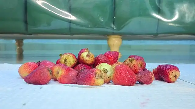 zarcasutra t online show from 03/31/26, 12:49