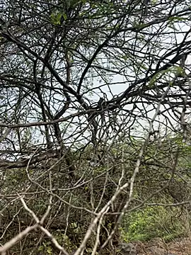 goodboyTelugu online show from 02/02/26, 03:05