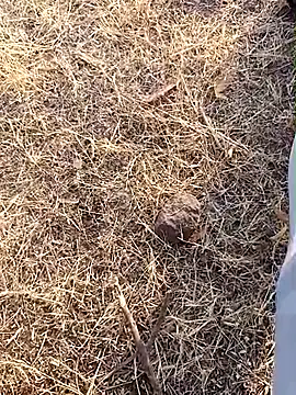 babu bull online show from 02/13/26, 02:40