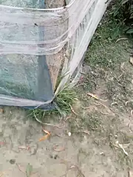 Tanla akter online show from 03/04/26, 11:38