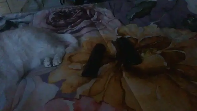 luanahot1 online show from 03/31/26, 07:42