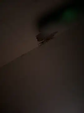 Valentinacouple online show from 03/07/26, 07:16