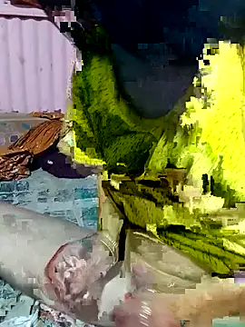 mimpake online show from 04/02/26, 10:24