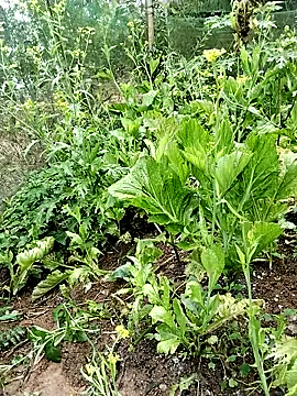 ngocbao11 online show from 02/26/26, 01:04