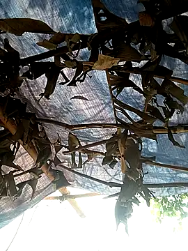 Mizu-hotshow online show from 04/11/26, 03:44