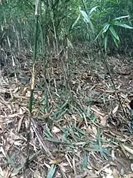 kalara kail online show from 03/16/26, 01:55