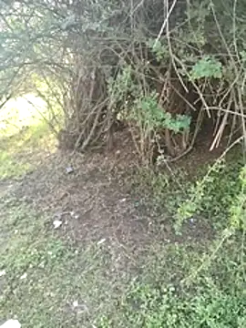 junedkhan99 online show from 04/03/26, 03:04