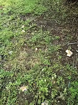 junedkhan99 online show from 04/04/26, 05:27