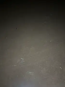 yingzi003 online show from 04/16/26, 12:39