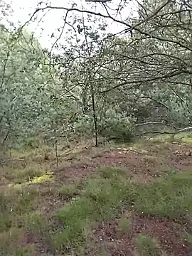 VALELUXX online show from 05/29/26, 04:05