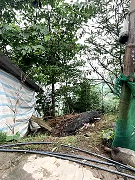 Rosa-x online show from 04/19/26, 09:19