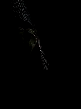 florzinhaxx online show from 06/05/26, 04:45